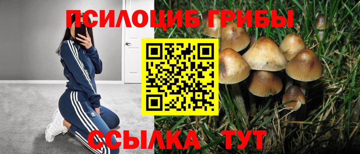 Галлюциногенные грибы прущие грибы  Галлюциногенные грибы Psilocybine cubensis  Вход с VPN  Георгиевск 