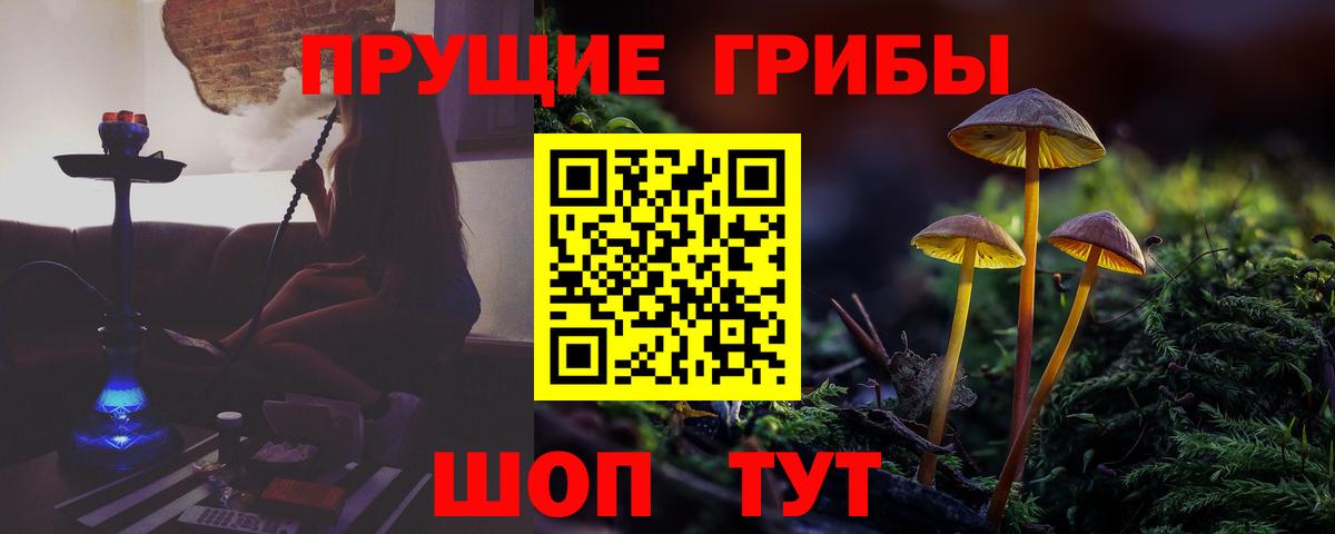 Псилоцибиновые грибы Psilocybe Георгиевск
